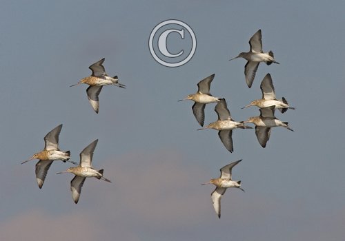 Black-tailed Godwits DM1102